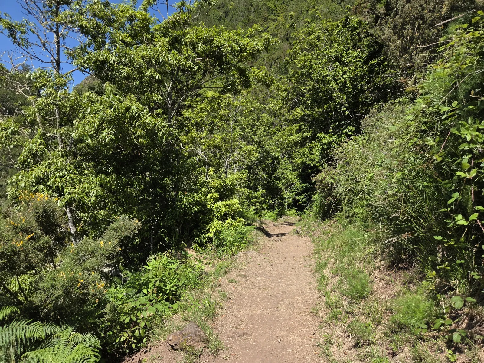 Camino por el bosque de Anaga en Tenerife Sendero rodeado de vegetación en el bosque de Anaga, Tenerife