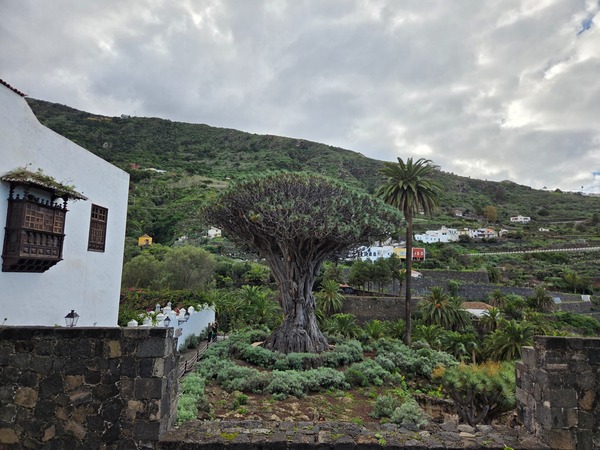 Drago Milenario en Icod Drago Milenario en Icod de los Vinos, un árbol emblemático de gran tamaño rodeado de jardines, con casas tradicionales y montañas verdes al fondo bajo un cielo nublado.