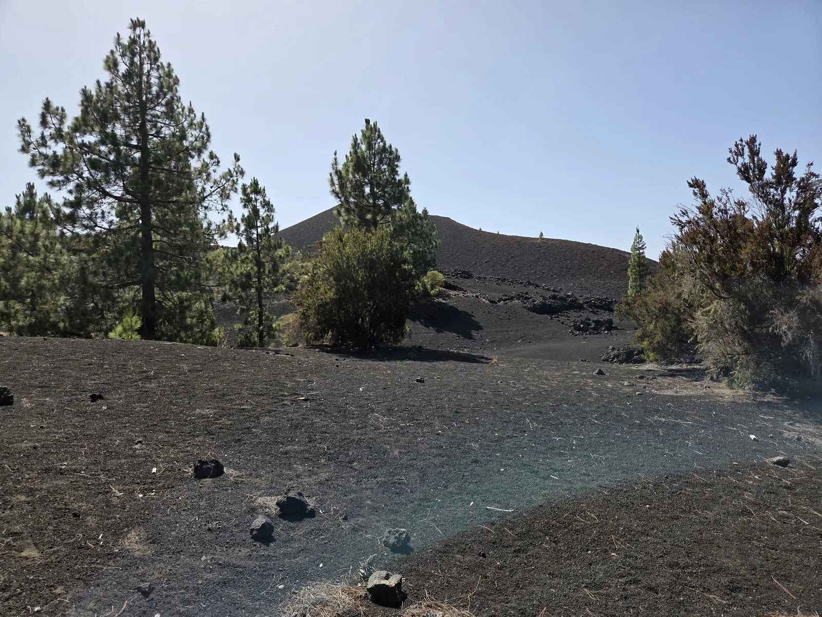 Paisaje volcánico y pinar en las proximidades del Teide Terreno de lava volcánica y pinos canarios en las cumbres de Tenerife