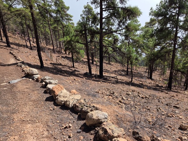 Sendero entre pinos Sendero entre pinos canarios sobre terreno seco y pedregoso en una zona de monte de Tenerife.