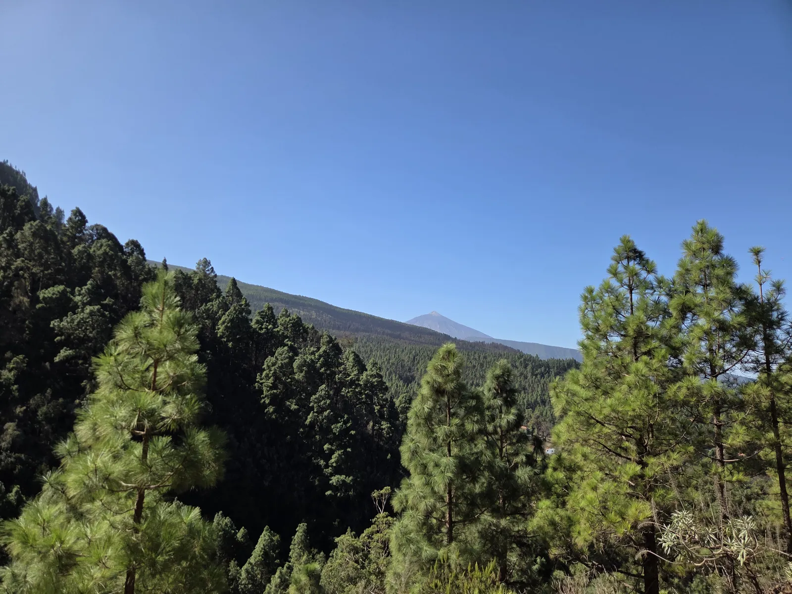 Panorámica del Teide desde la Corona Forestal de Tenerife Vista del Teide en el horizonte sobre un extenso bosque de pino canario