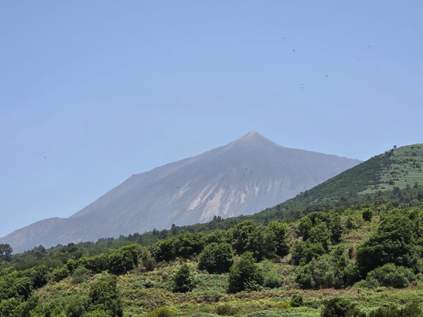 Vista del Teide Vista del Teide elevándose sobre una ladera verde con vegetación abundante, bajo un cielo azul claro y ligeramente brumoso.